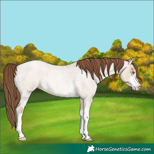 Horse Color:Liver Red Dun Roan Pearl Sabino 