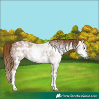 Horse Color:Gray Chestnut Ice Sabino