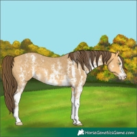 Horse Color:Amber Cream Champagne Sabino 