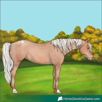 Horse Color:Silver Classic Champagne Varnish Rabicano
