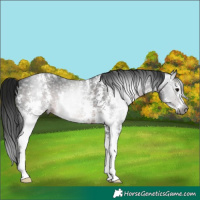 Horse Color:Gray Brown Sabino 