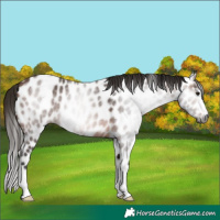 Horse Color:Gray Bay Appaloosa 