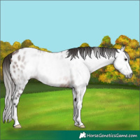 Horse Color:Gray Bay Appaloosa 