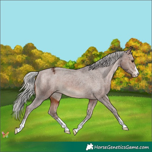 Horse Color:Silver Bay Appaloosa 