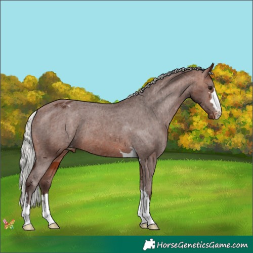 Horse Color:Silver Brown Appaloosa 