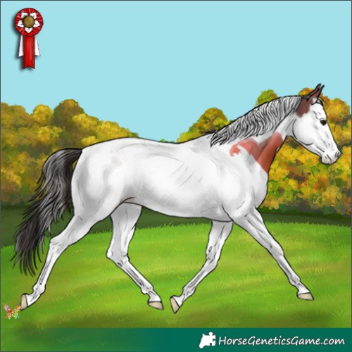 Horse Color:Bay Splash Tobiano 