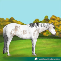 Horse Color:Gray Brown Dun Sabino Tobiano Rabicano 