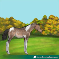 Horse Color:Brown Dun Tobiano Rabicano 