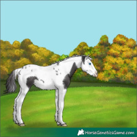 Horse Color:Smoky Black Splash Tobiano 