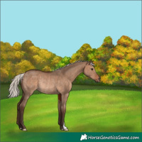 Horse Color:Silver Brown Dun Rabicano 