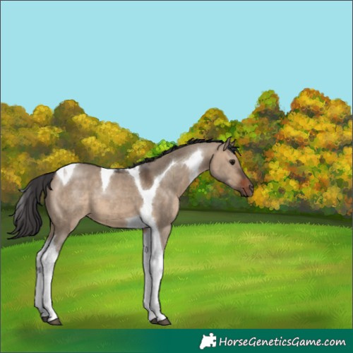 Horse Color:Brown Dun Tobiano 