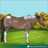 Horse Color:Brown Dun Tobiano