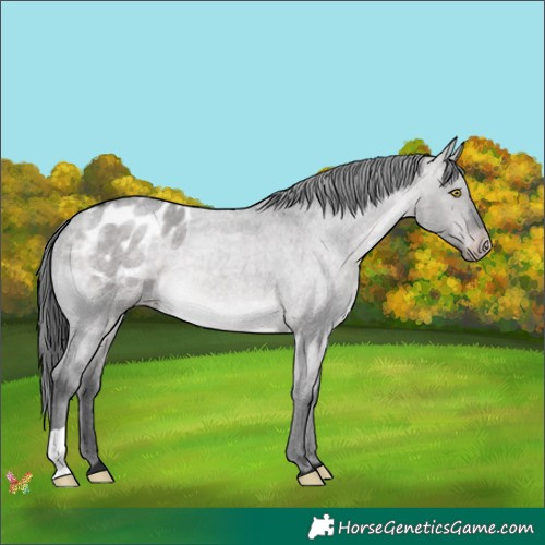 Horse Color:Platinum Brown Roan Dun Appaloosa 