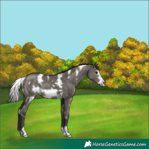 Horse Color:White Spotted Grullo Frame 