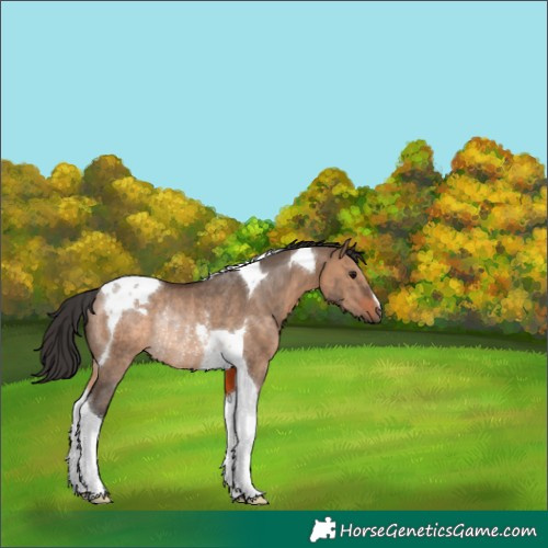 Horse Color:Brown Dun Tobiano Rabicano 
