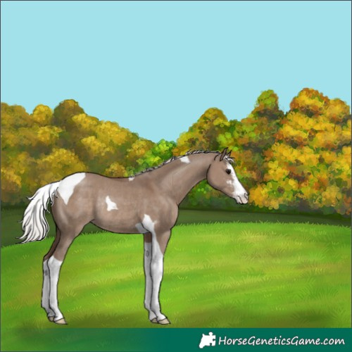 Horse Color:Silver Grullo Sabino Tobiano Rabicano 