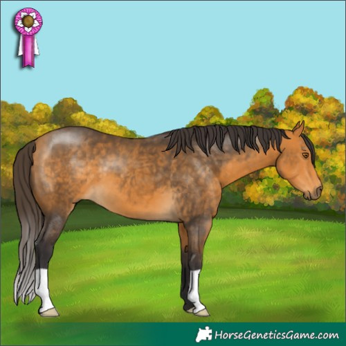 Horse Color:Buckskin 
