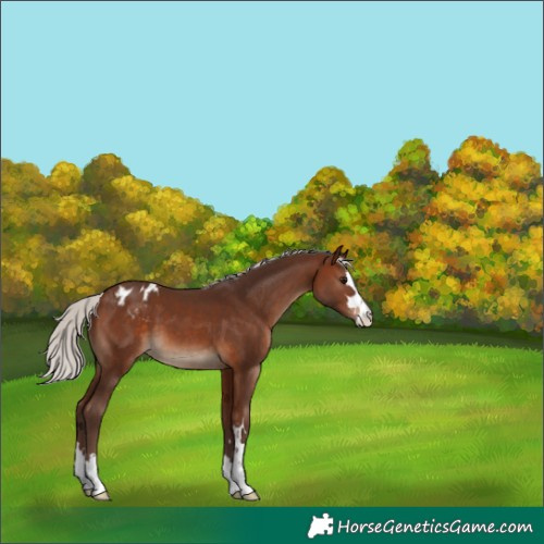 Horse Color:Silver Brown Appaloosa 