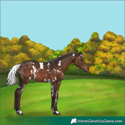 Horse Color:White Spotted Silver Brown 