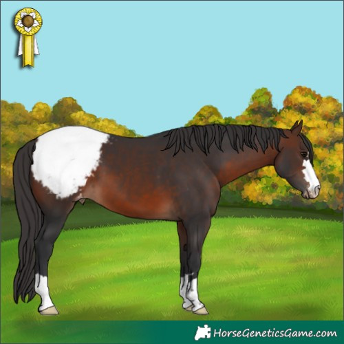 Horse Color:Brown Appaloosa 