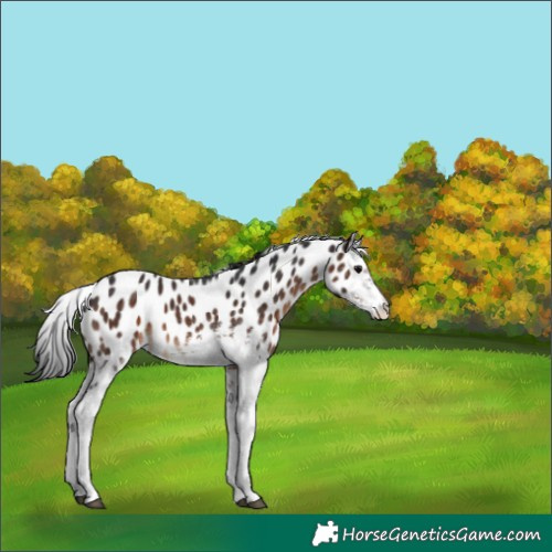 Horse Color:White Spotted Brown Appaloosa 