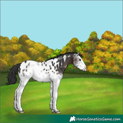 Horse Color:White Spotted Brown Appaloosa 