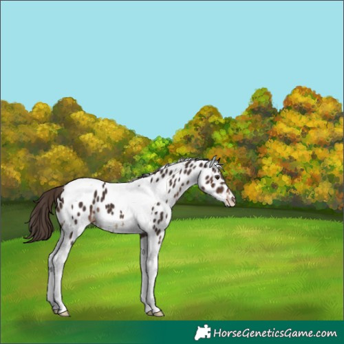 Horse Color:Liver Chestnut Tobiano Appaloosa 