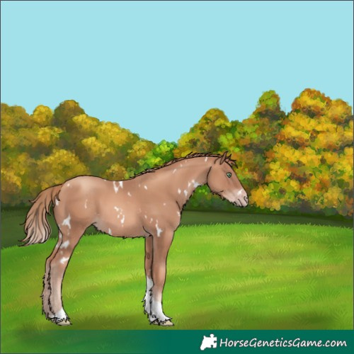 Horse Color:White Spotted Gold Champagne Tobiano 