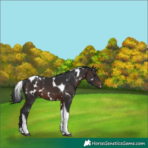 Horse Color:White Spotted Brown Tobiano 
