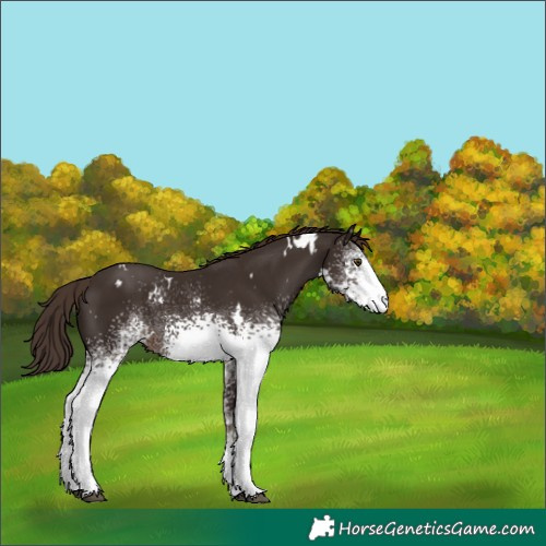 Horse Color:White Spotted Liver Chestnut 