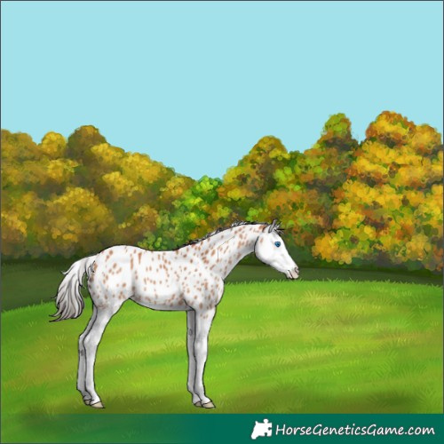 Horse Color:Bay Splash Appaloosa 