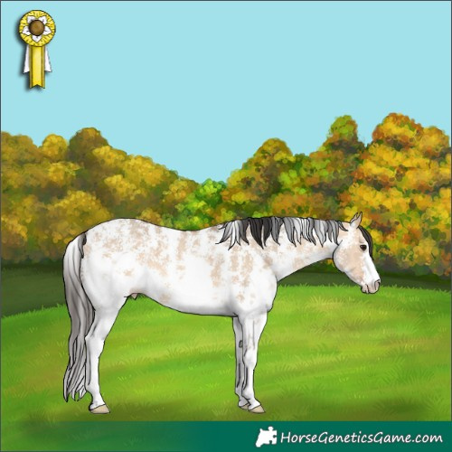 Horse Color:Bay Dun Sabino 