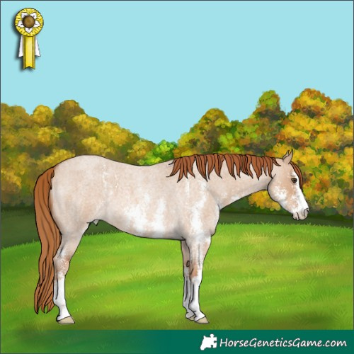 Horse Color:Red Dun Roan Sabino 