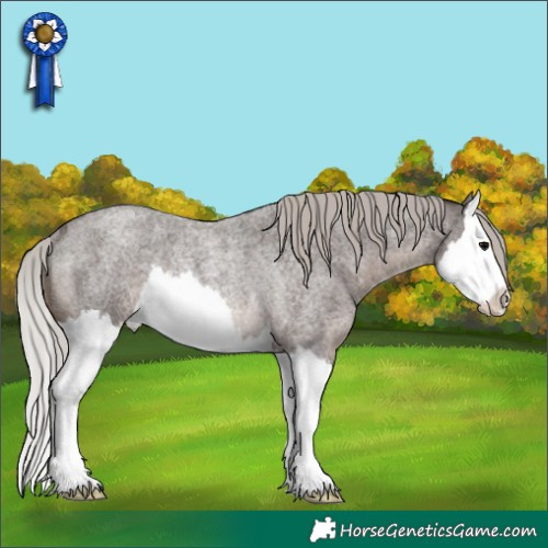 Horse Color:Silver Blue Roan Splash Rabicano 