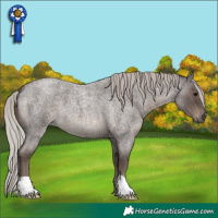 Horse Color:Silver Blue Roan 