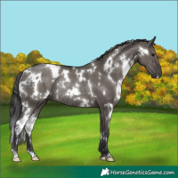 Horse Color:White Spotted Smoky Grullo Rabicano 