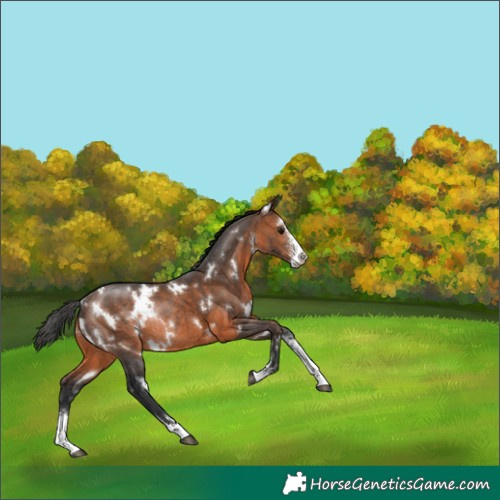 Horse Color:White Spotted Brown Sabino Rabicano 