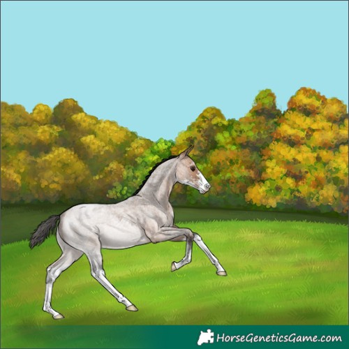 Horse Color:Bay Roan Dun Sabino 