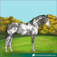 Horse Color:White Spotted Grullo Sabino Rabicano