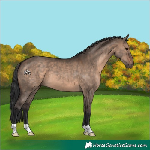 Horse Color:Brown Dun