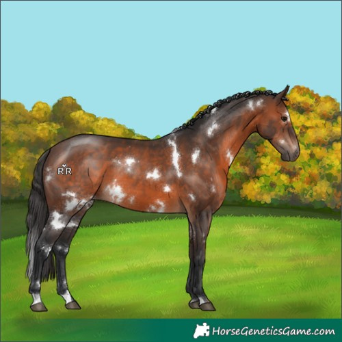 Horse Color:White Spotted Brown 