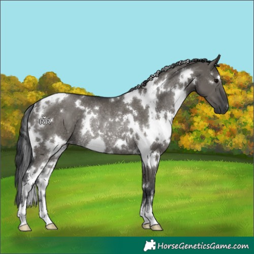 Horse Color:White Spotted Grullo Rabicano