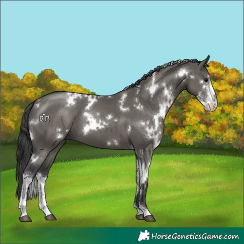 Horse Color:White Spotted Grullo Sabino