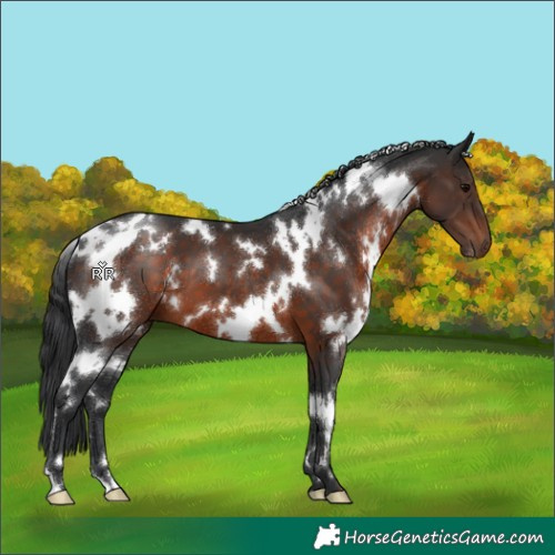 Horse Color:White Spotted Brown 