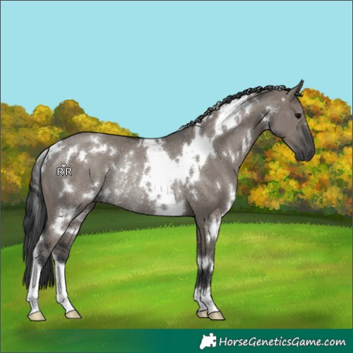 Horse Color:White Spotted Grullo Rabicano