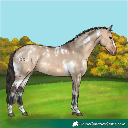 Horse Color:White Spotted Bay Dun 