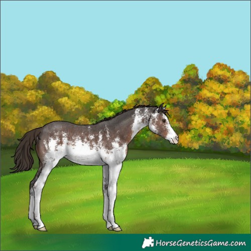 Horse Color:White Spotted Liver Chestnut Sabino Rabicano 