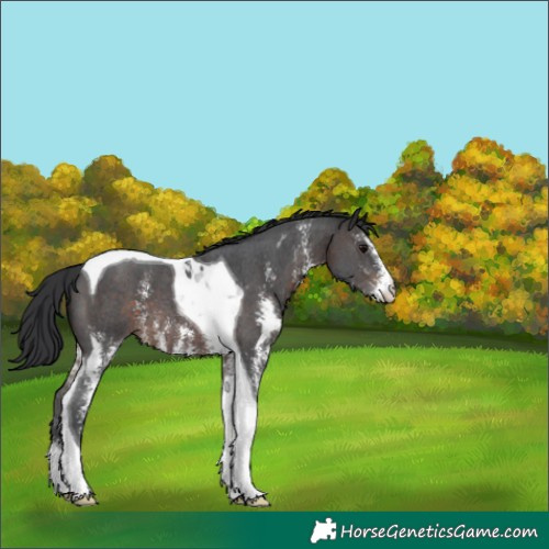 Horse Color:Brown Sabino Tobiano 