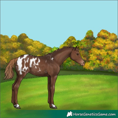 Horse Color:Liver Chestnut Appaloosa 