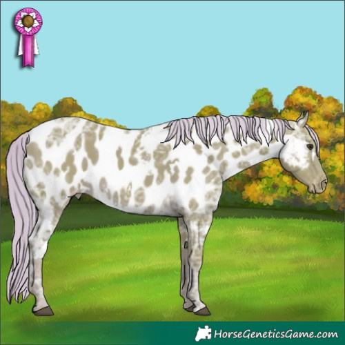 Horse Color:Watercolor White Spotted Chocolate Palomino Ice Appaloosa 